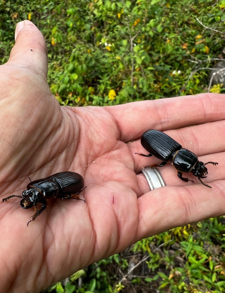 Bess Beetles